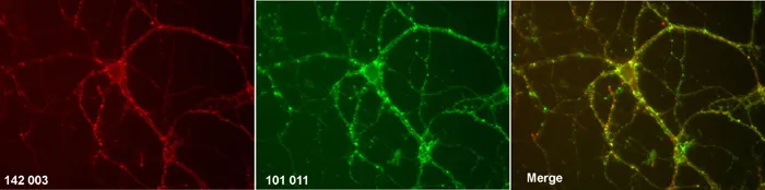 Piccolo Polyclonal rabbit purified antibody - image 1